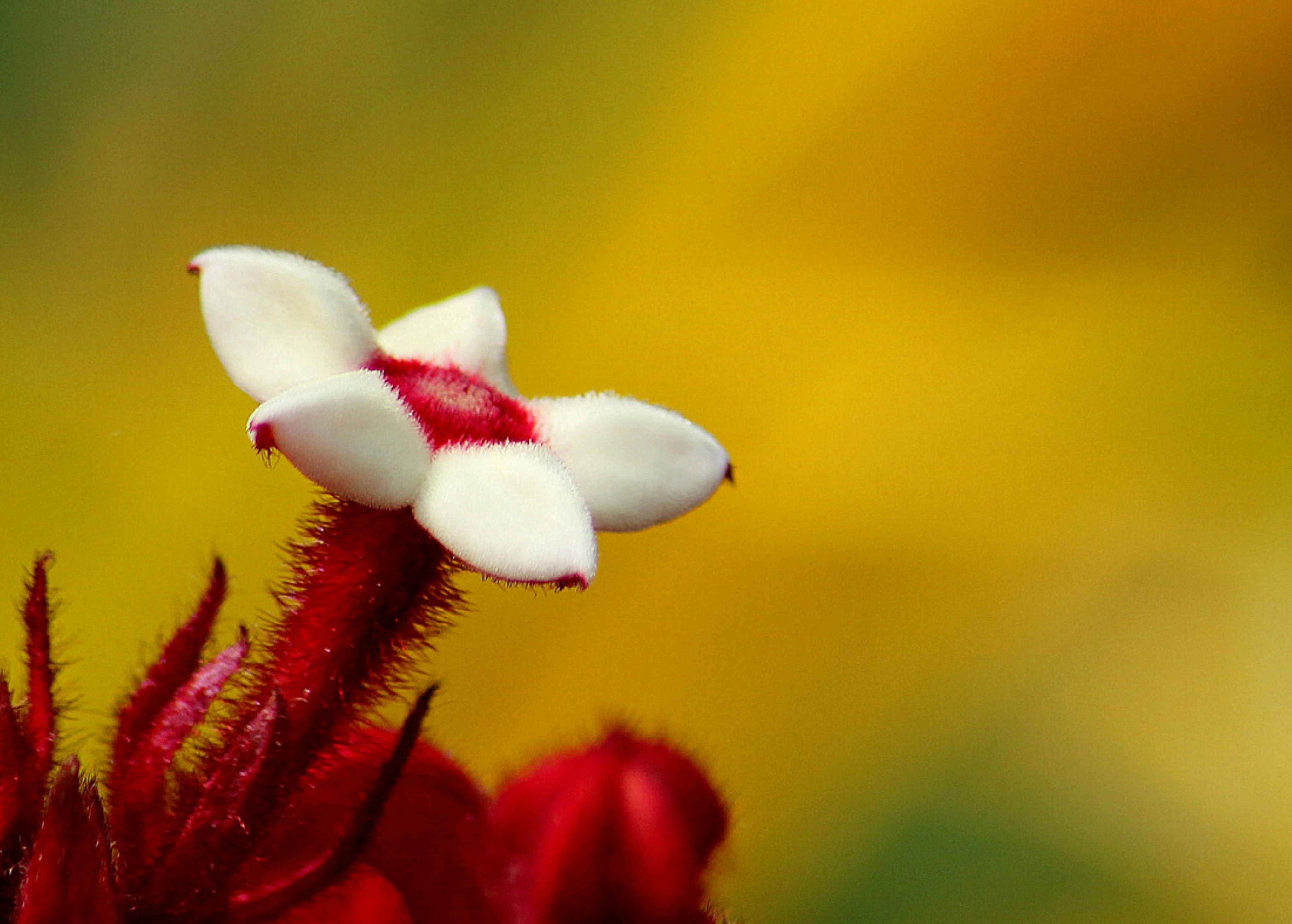 Photo by craigmanners_com