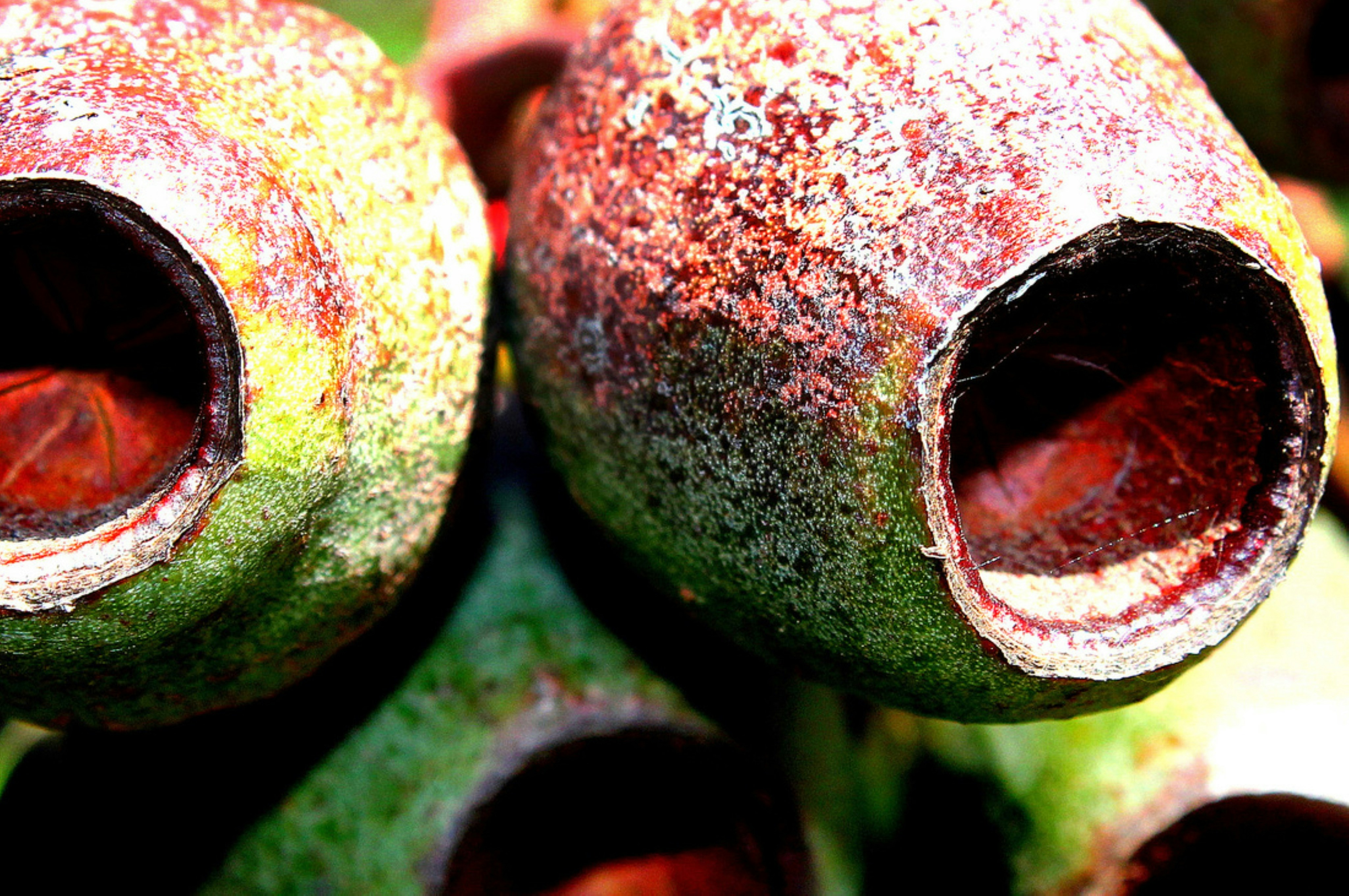 a close up of a fruit
