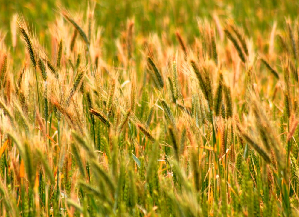 Gros plan d’un champ de blé