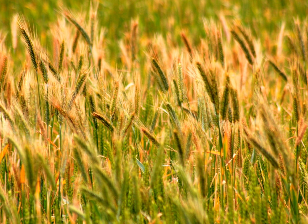 a close up of a field of wheat