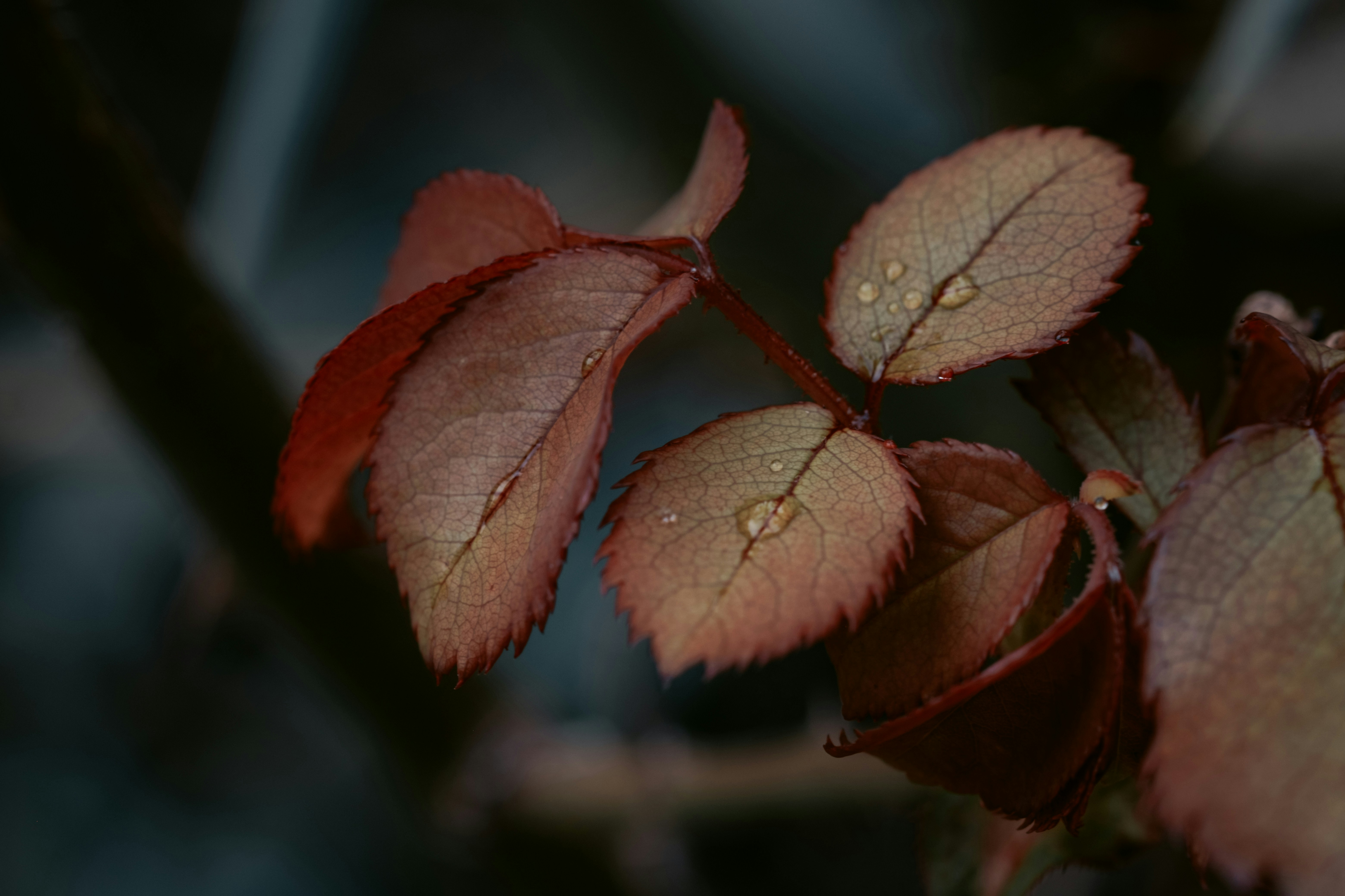Photo by mbnt