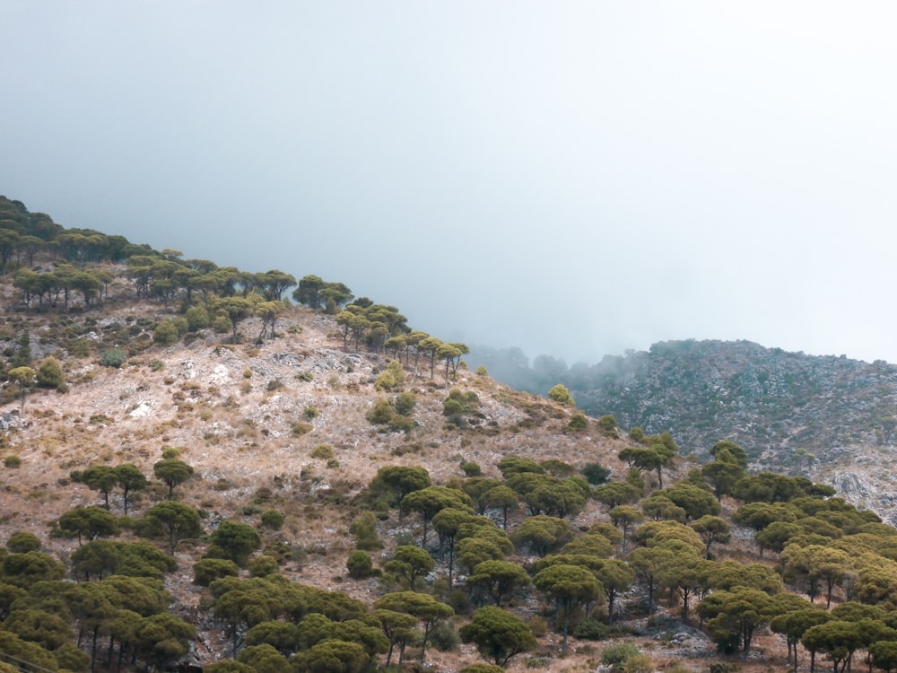 a hill with trees on it