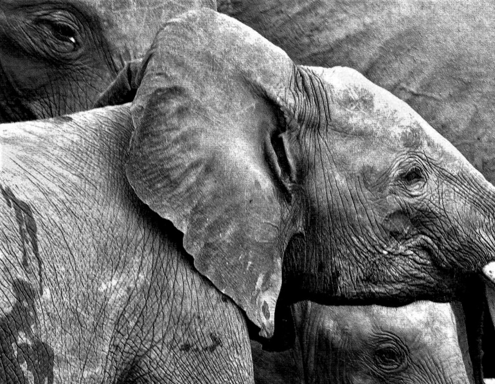 a group of elephants