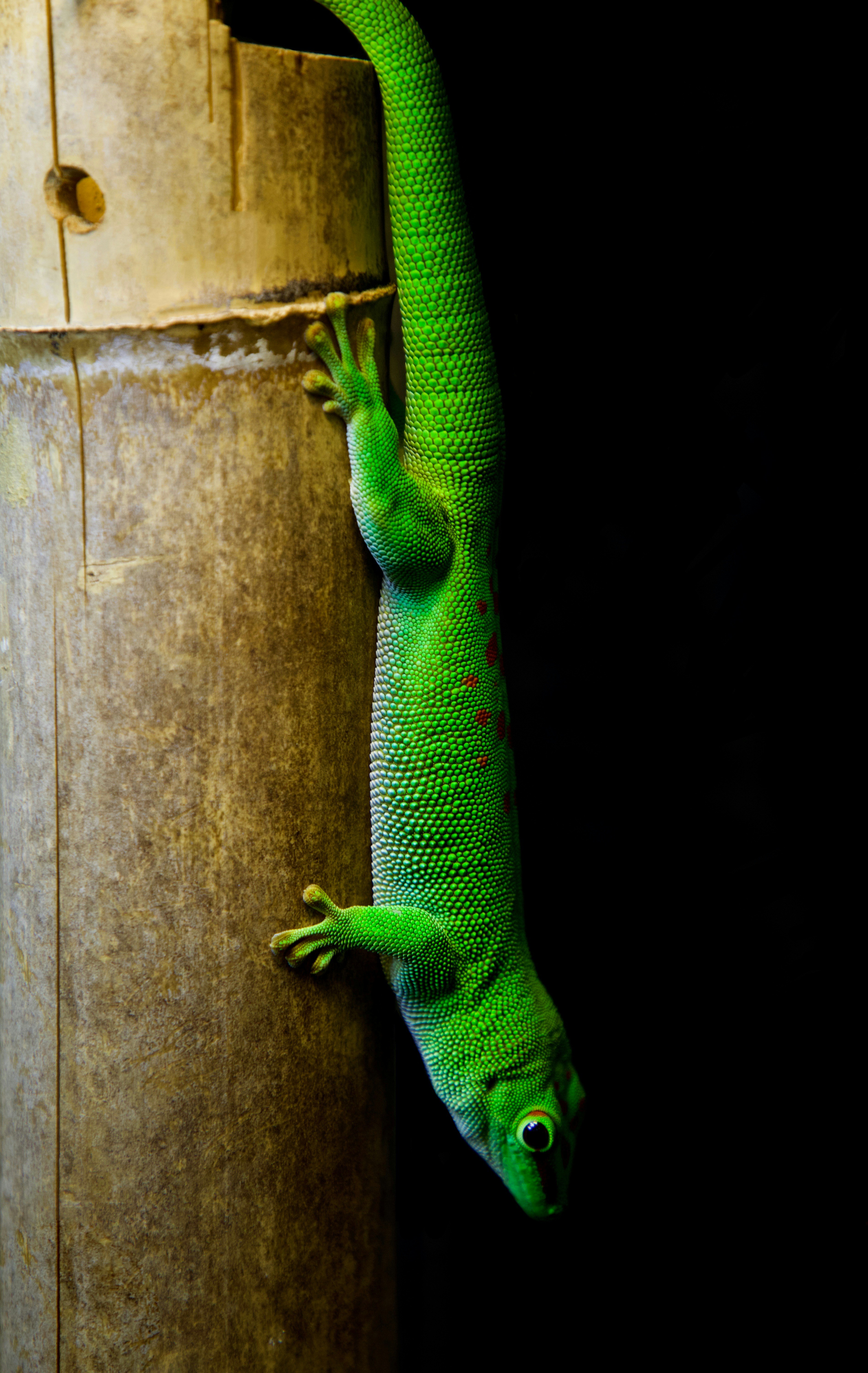 a green lizard on a wooden surface