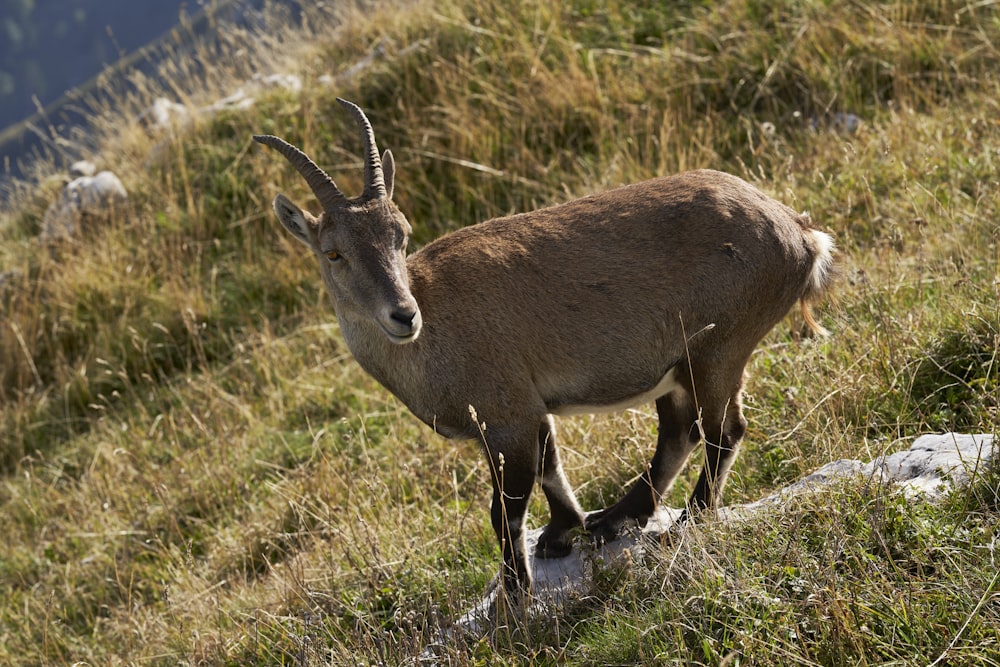 a horned animal walking on grass