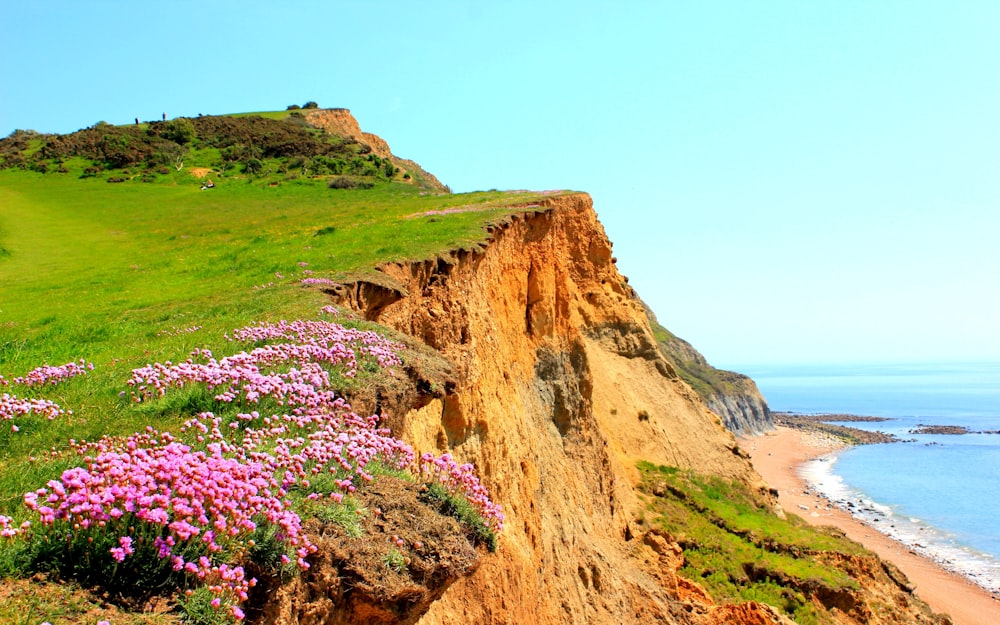 a cliff with flowers on it by a beach