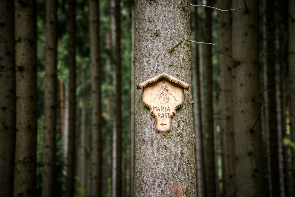 a tree trunk with a sign on it