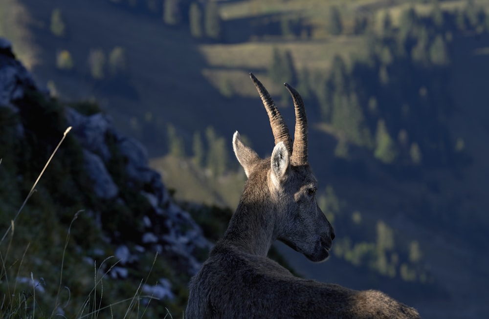 a deer with antlers in a field