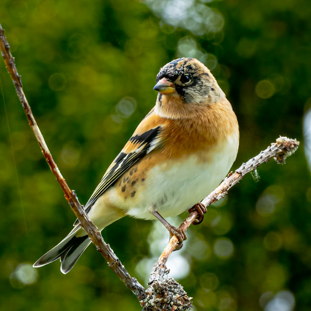 a bird sitting on a branch