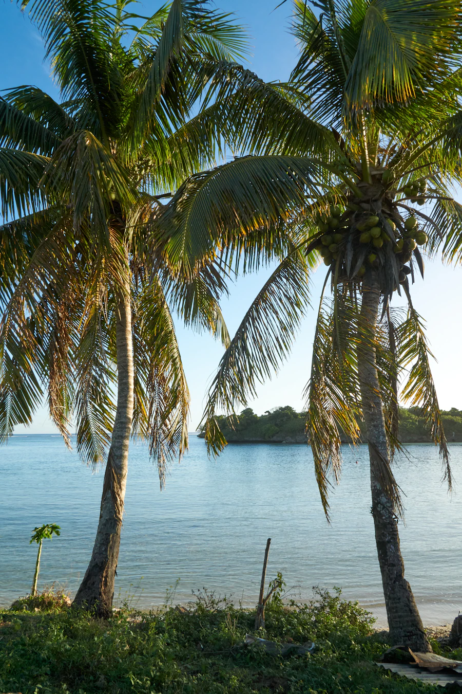 Coconut palms framing the coast in Fiji