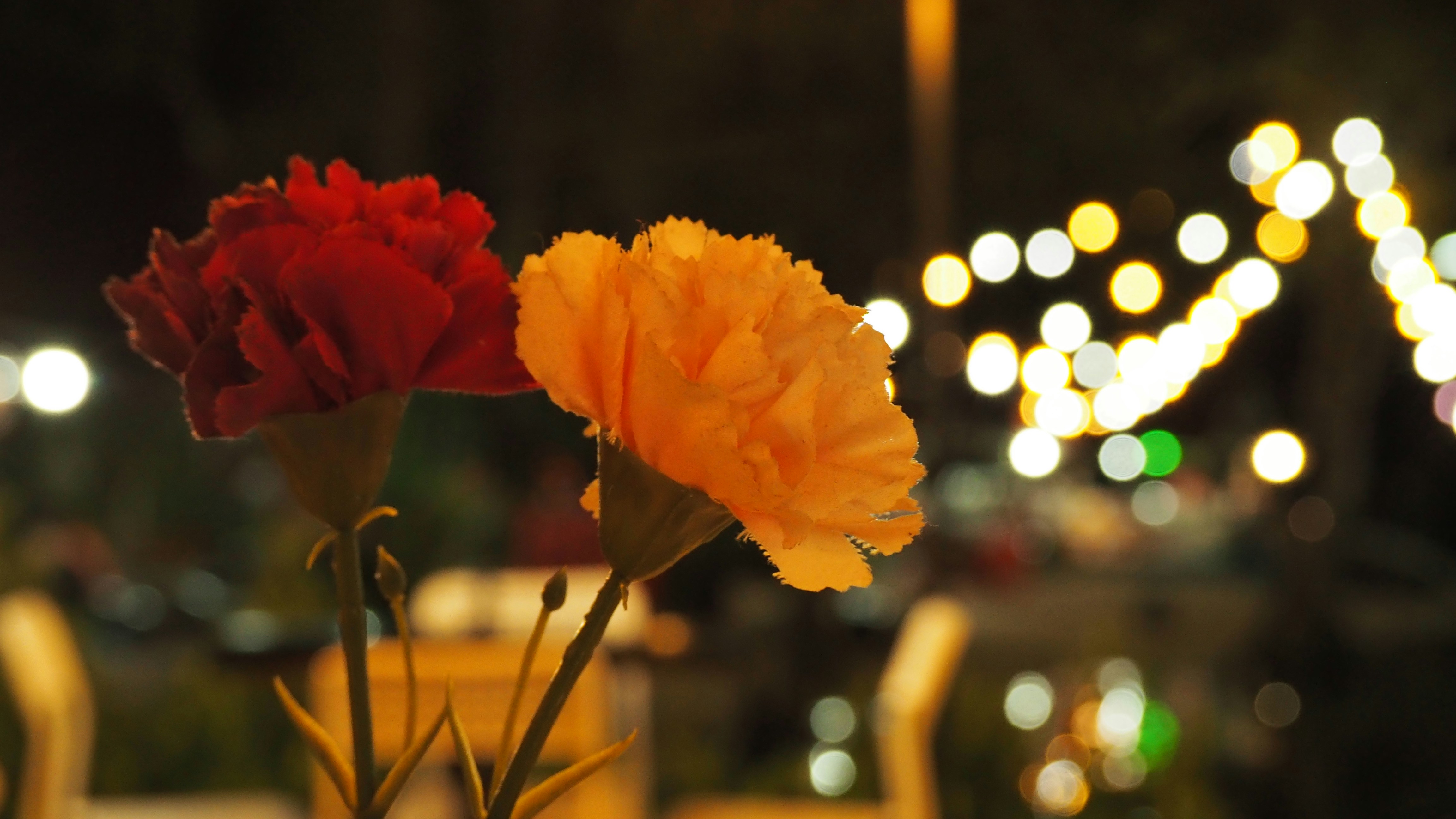 Photo by adam_mushii