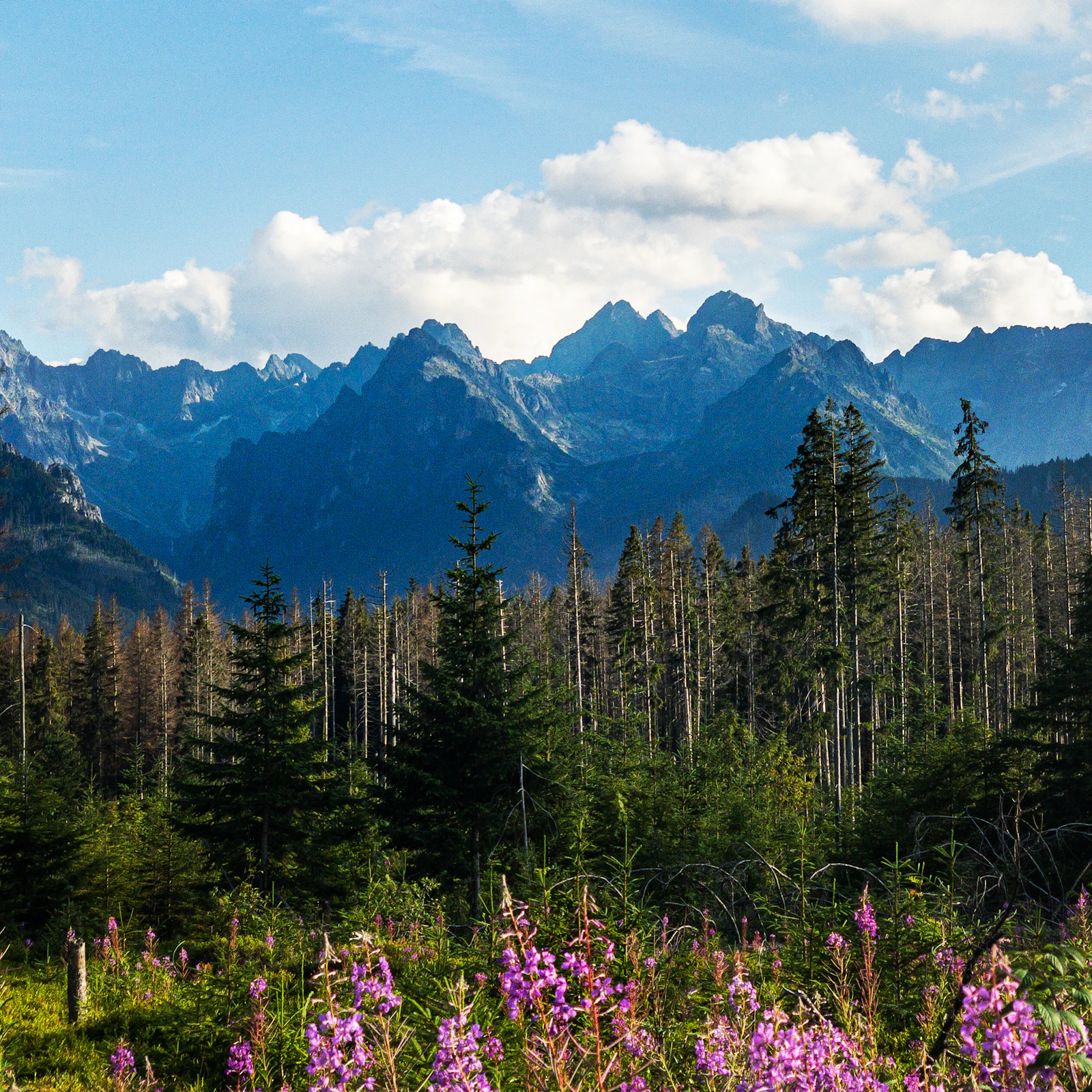 Jagged Tatra peaks rising beyond a forested slope