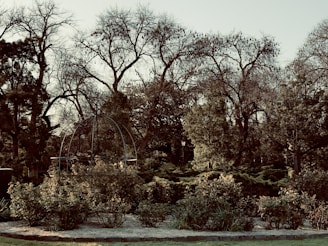 A garden area with various plants and shrubs bordered by a stone edge. In the background, several large trees are visible, some of which have bare branches while others are dense with foliage. There is a metal structure resembling a garden archway or trellis among the plants.