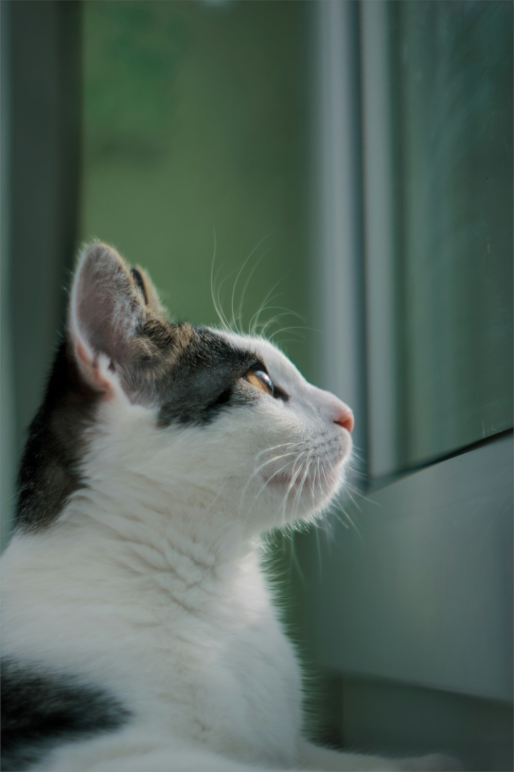 a cat looking out a window