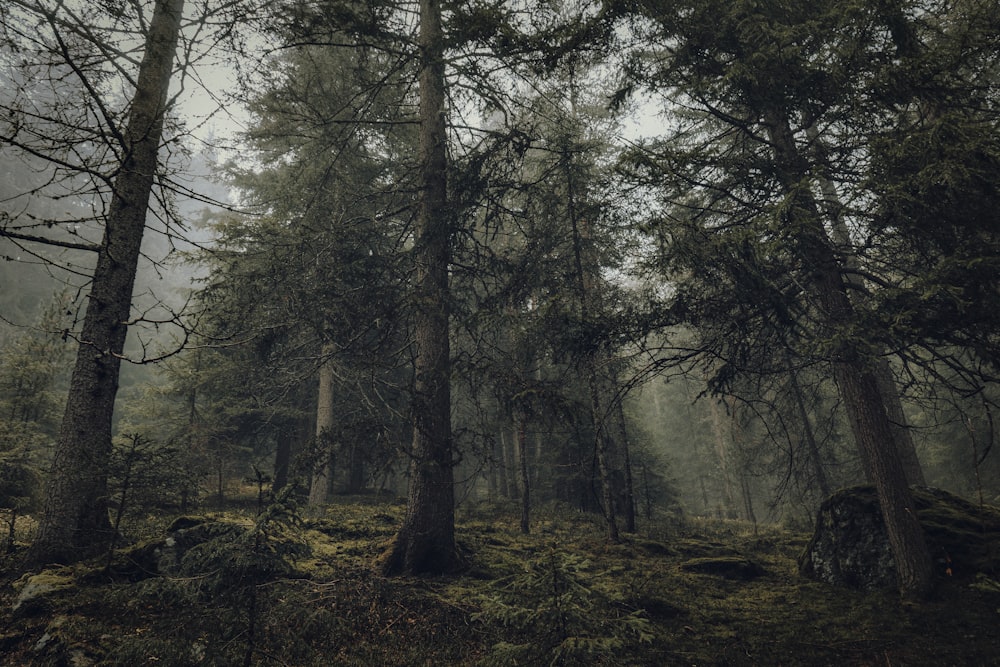 a foggy forest with trees