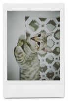 A playful kitten with tabby fur and big eyes is positioned on its back, looking directly at the camera. The background features a geometric pattern with light and dark areas, providing a contrast to the kitten's fur.