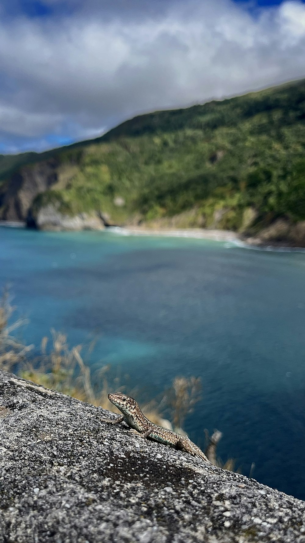 a turtle on a rock by a lake