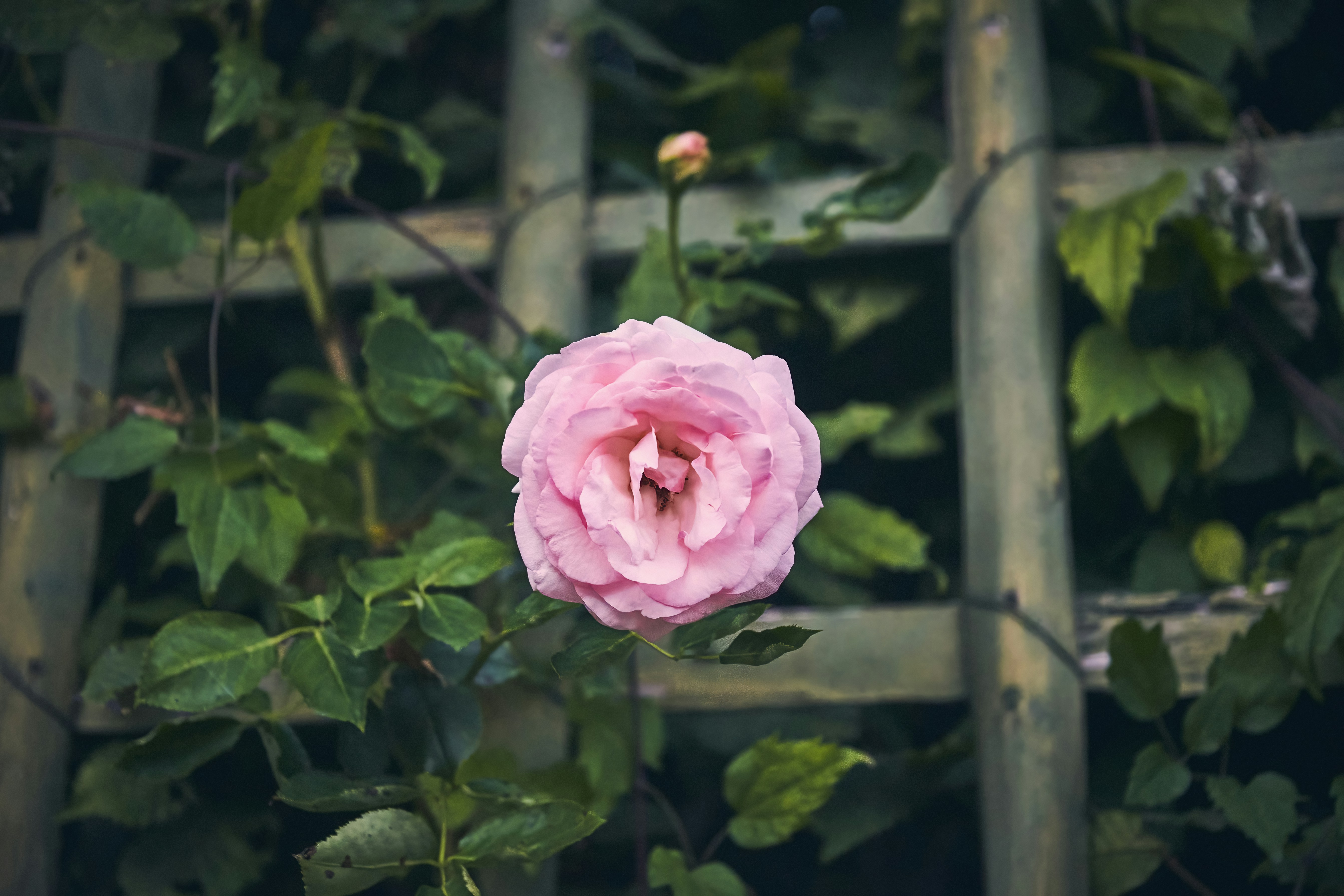 Photo by perfectmirror