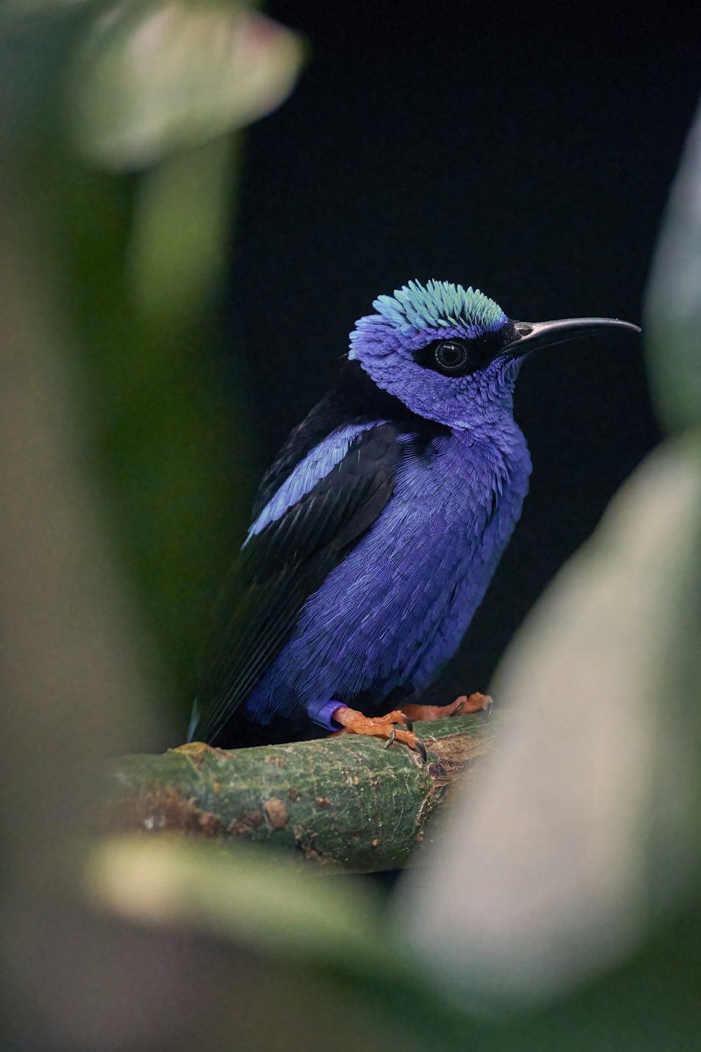 Un pájaro en una rama