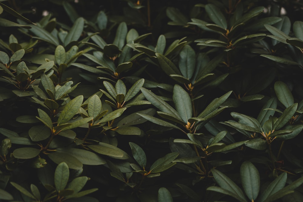 a close up of some leaves