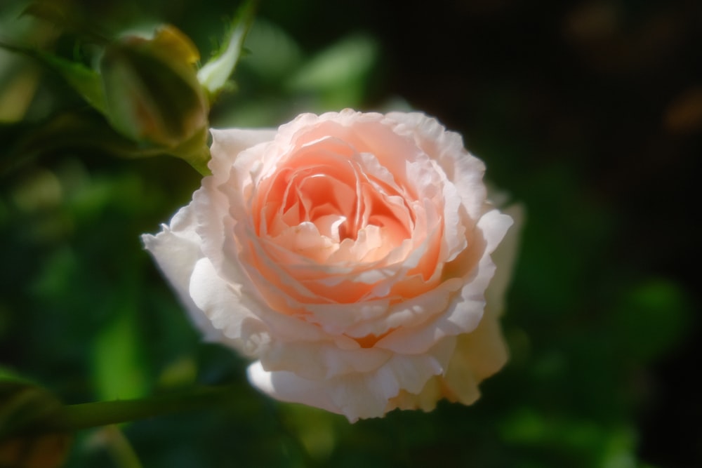 a close up of a flower