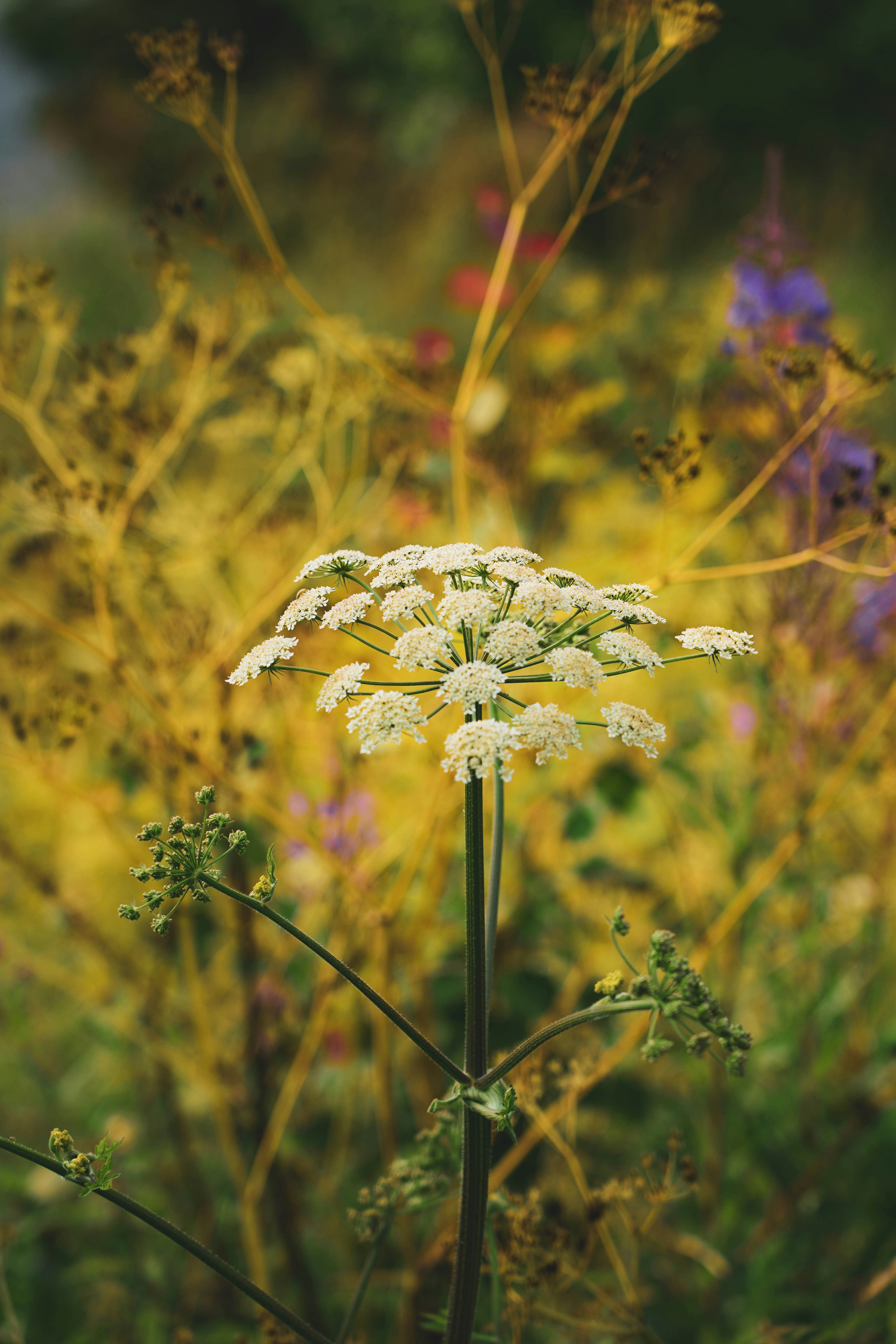 Photo by lesniakkaro