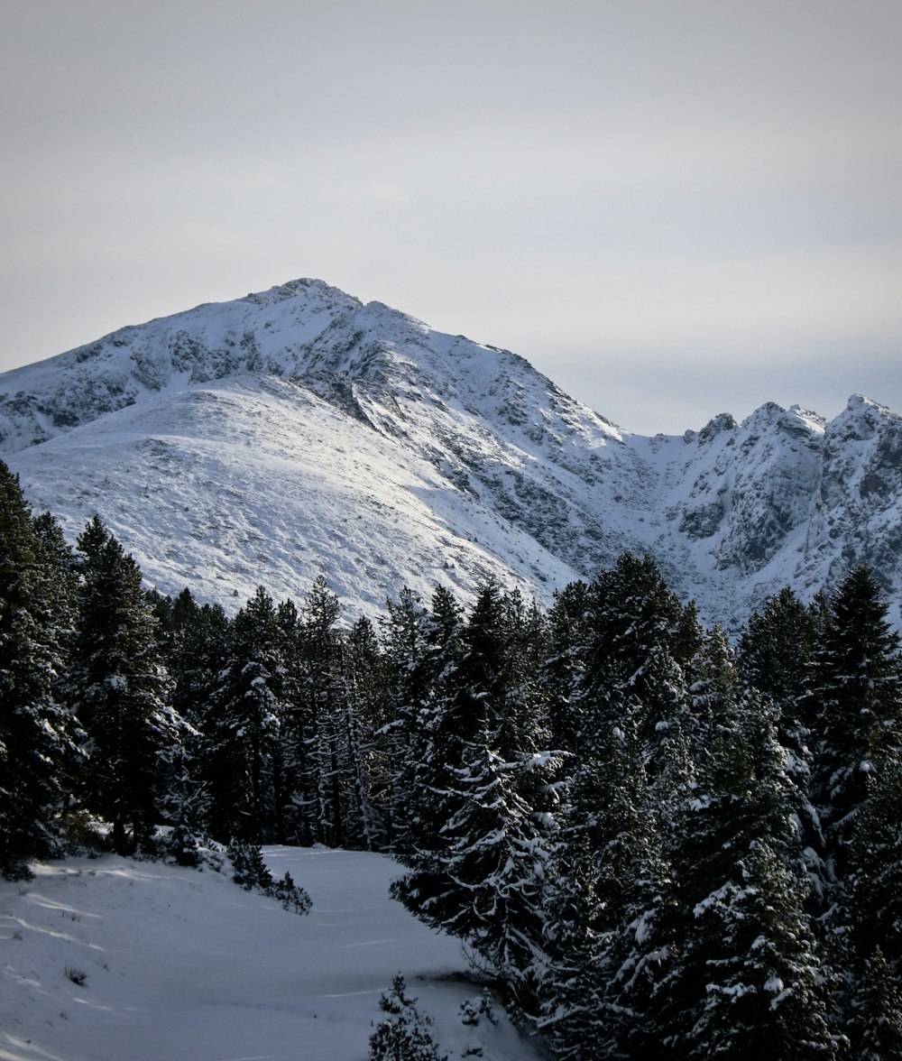 a snowy mountain with trees