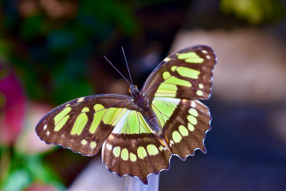 a butterfly on a flower