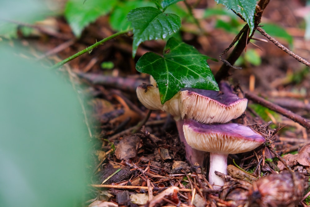 a mushroom growing in the ground