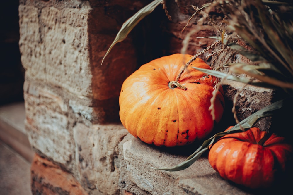 a pumpkin and a plant