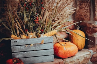 A rustic wooden crate filled with freshly harvested corn ears on a farm