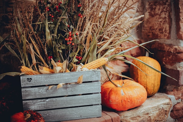 A rustic wooden crate filled with freshly harvested corn ears on a farm
