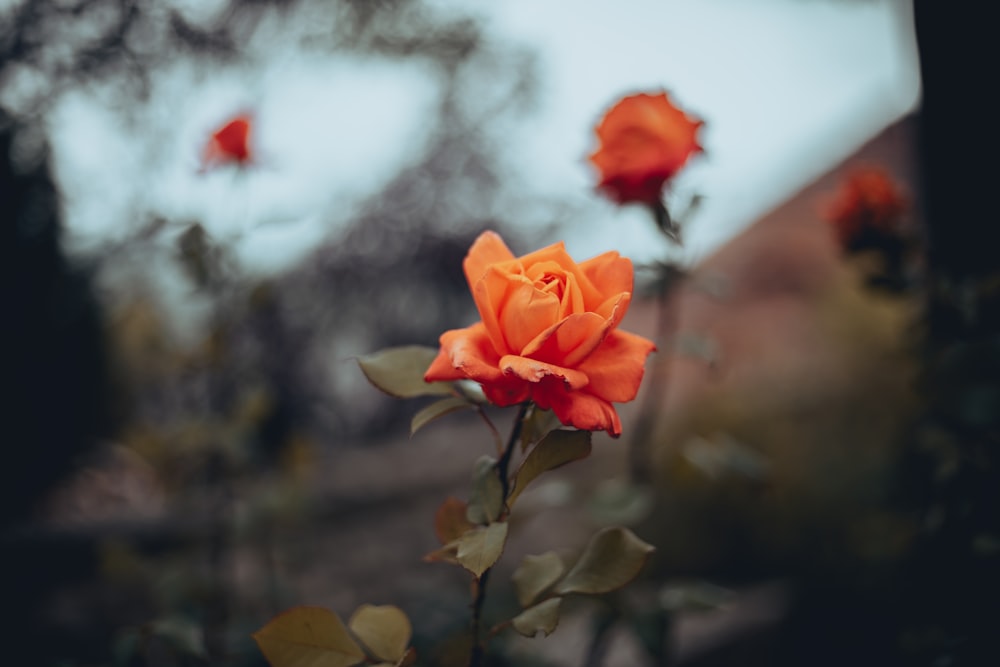 a close up of a flower