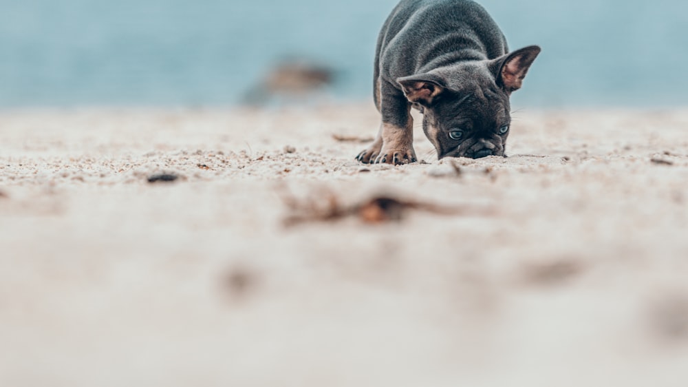 a small animal walking on sand