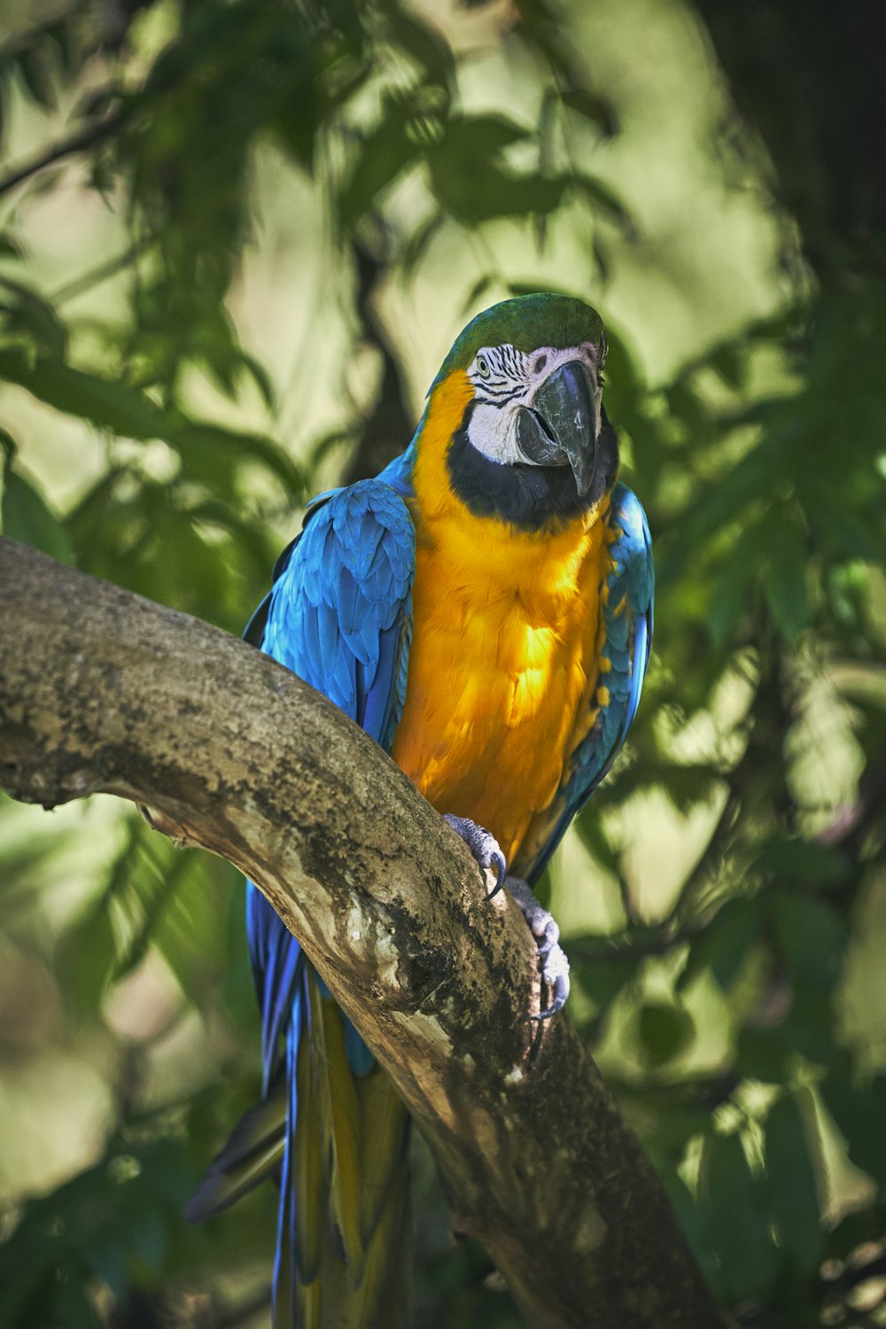 a colorful bird on a tree branch