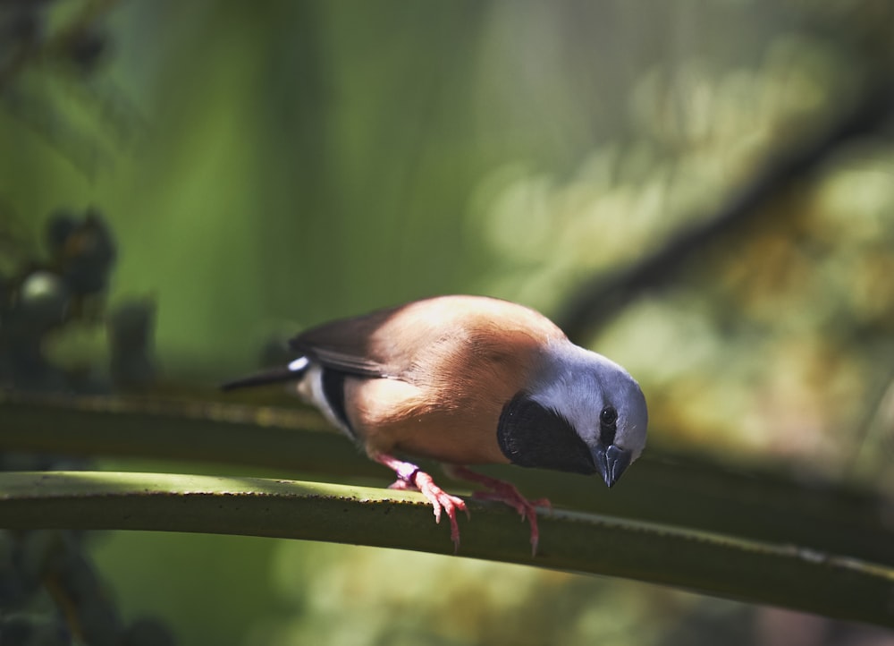 a bird on a branch