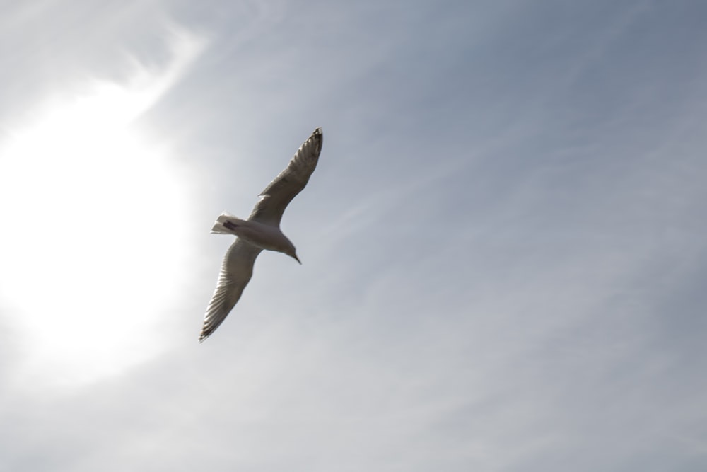 a bird flying in the sky