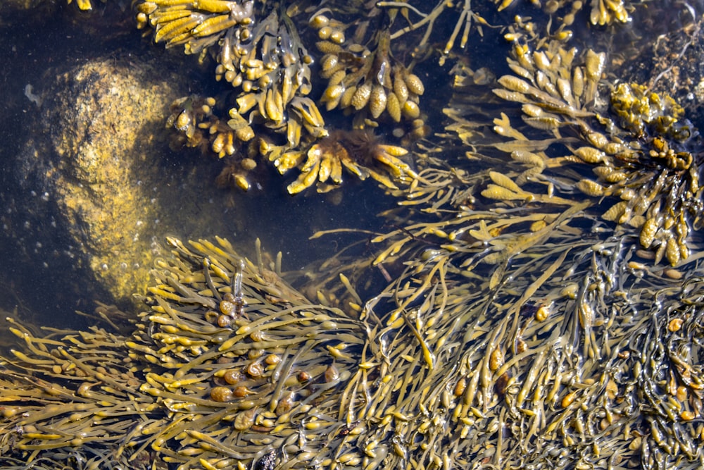 a close-up of some water