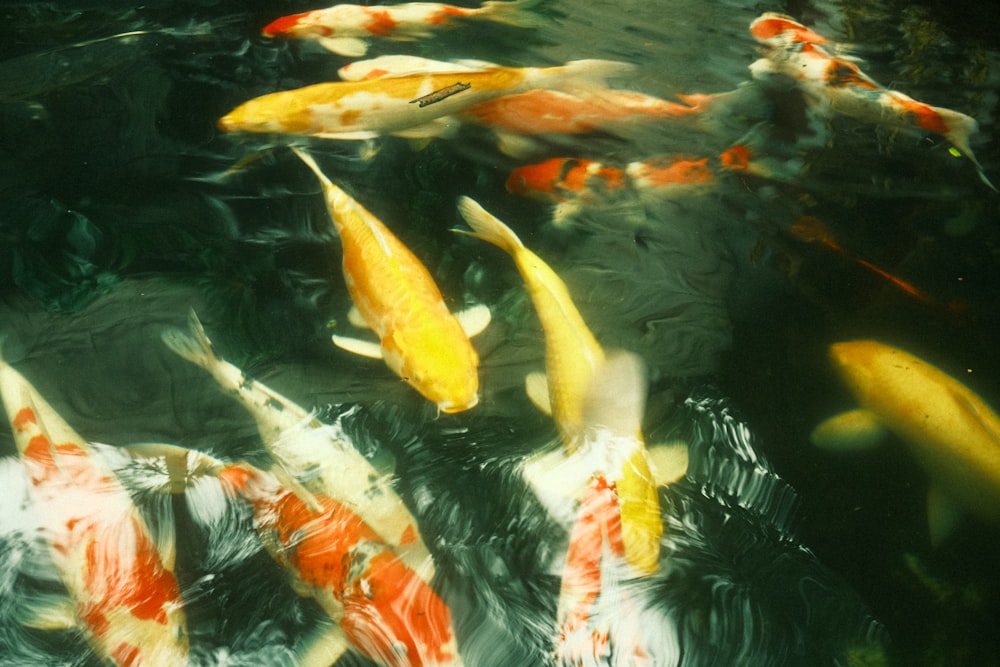 a group of goldfish swimming