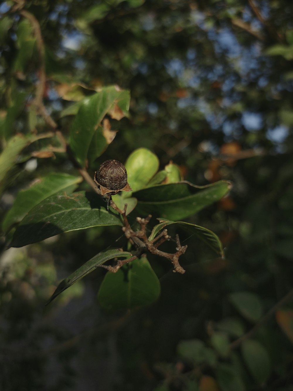 a close up of a fruit