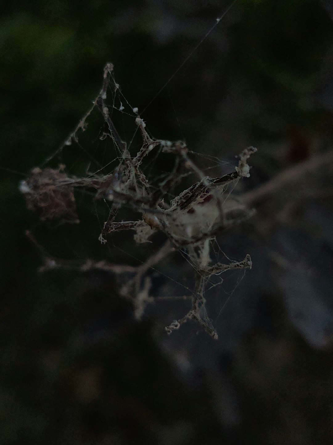 chlorophytum bloom, spider plant, a spider on a web