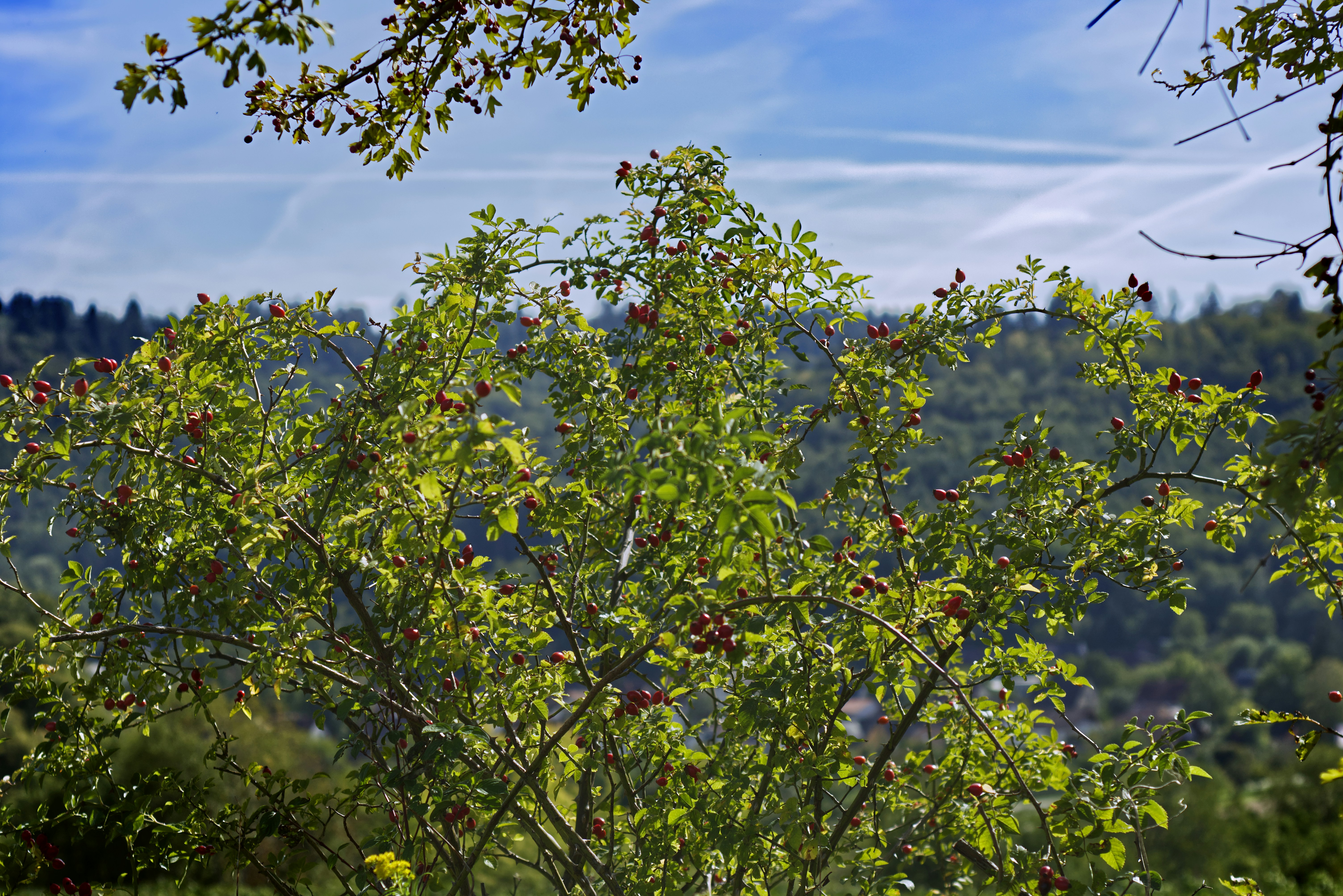 Trivia nights in Cimarron Hills, United States