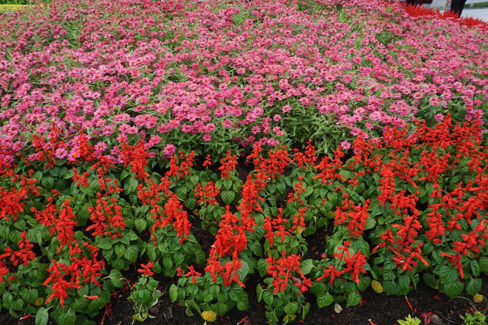 a large group of flowers