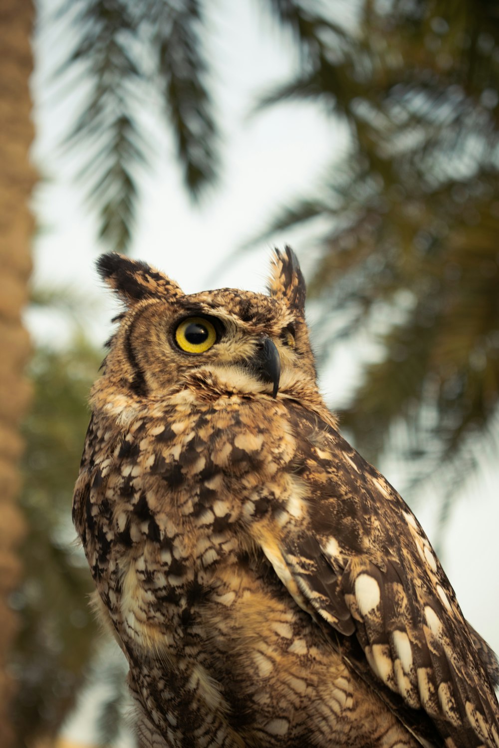 a brown and white owl