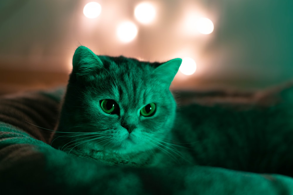 a cat lying on a bed