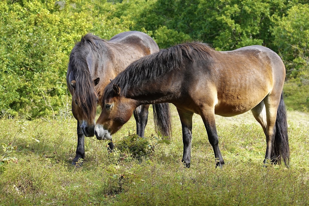 horses grazing in the grass