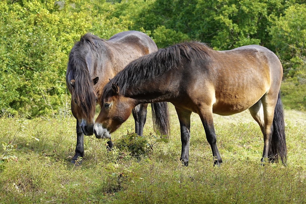 cavalos pastando na grama