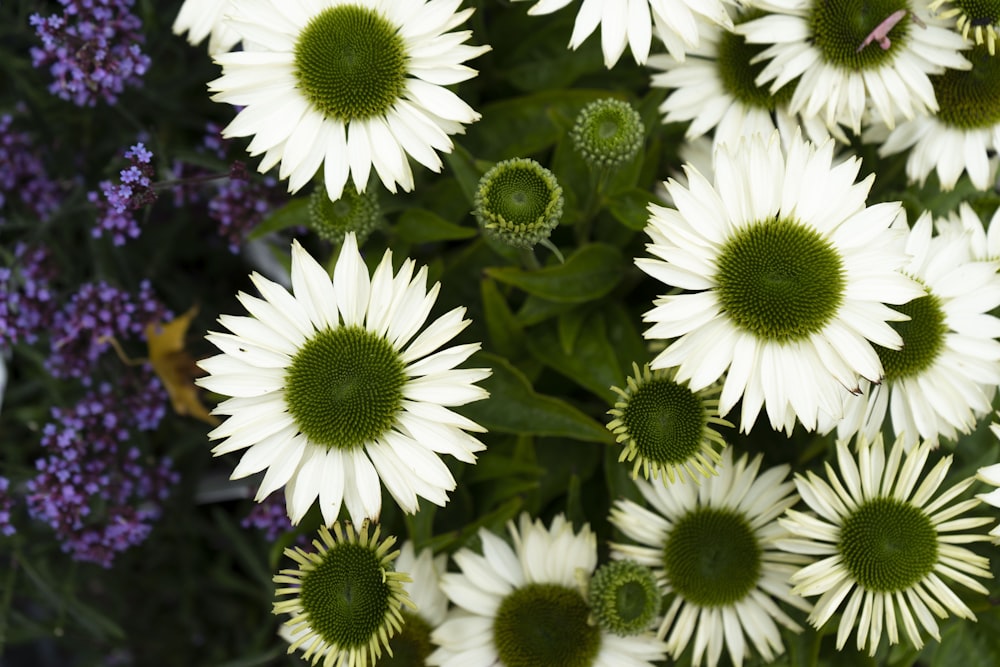 um grupo de flores