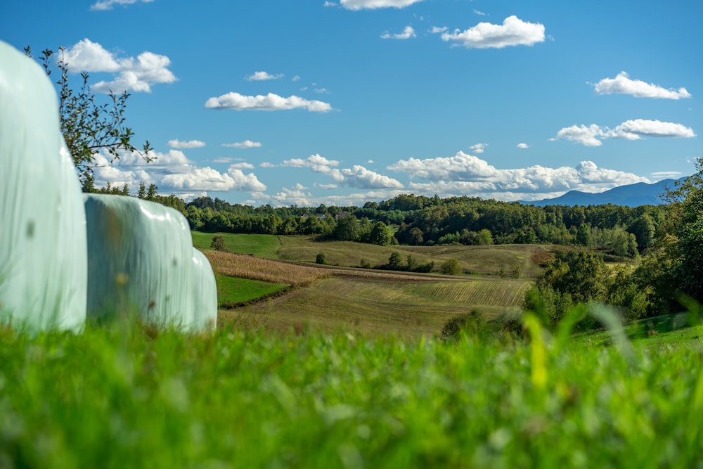 a field of grass and trees