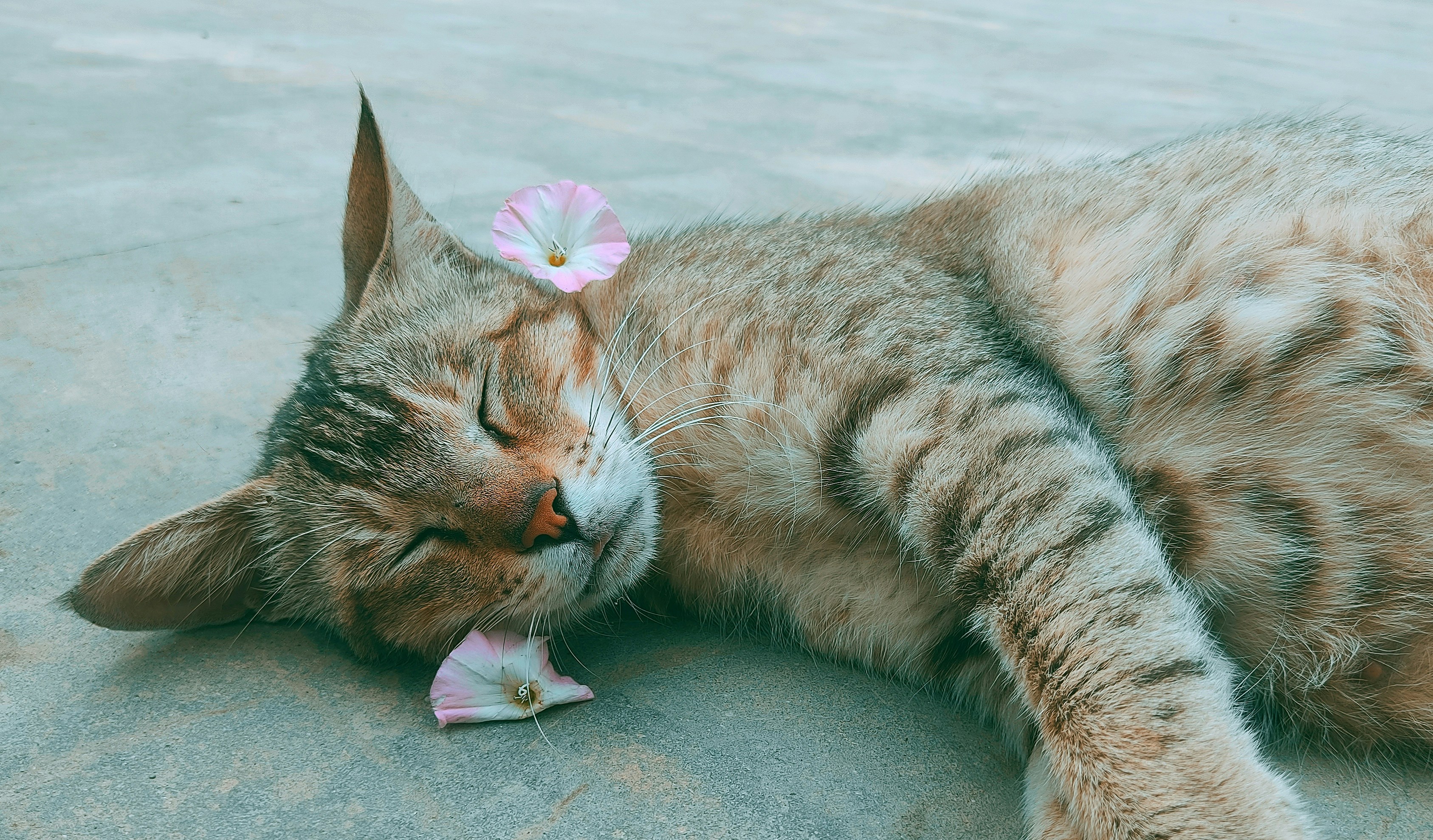 A cat lying on the ground photo – Free Cat Image on Unsplash
